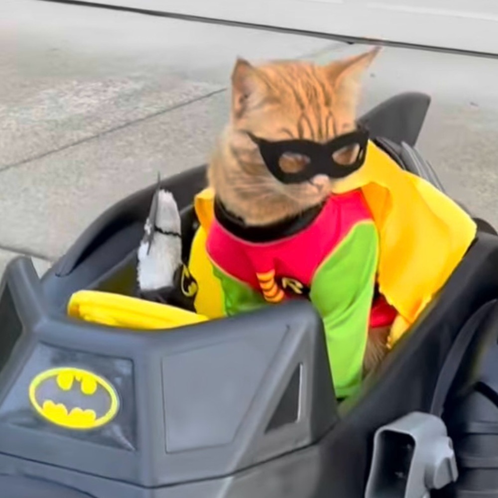 Superhero pet with Mask - Robin